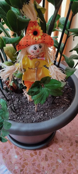 Planta Zamifolia de interior
