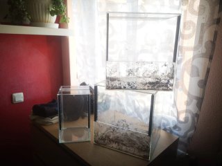 Lote 3 terrarios transparentes