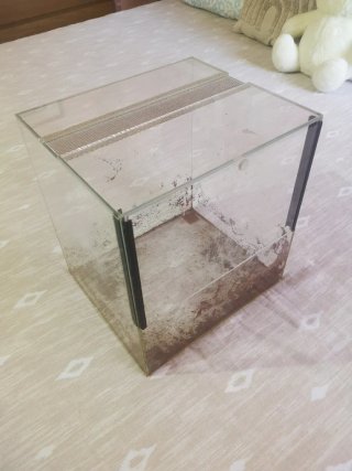 Lote 3 terrarios transparentes