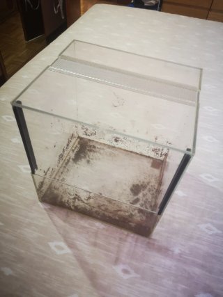 Lote 3 terrarios transparentes