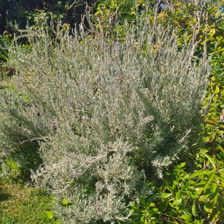 Manojo de esquejes de lavanda