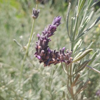 Manojo de esquejes de lavanda