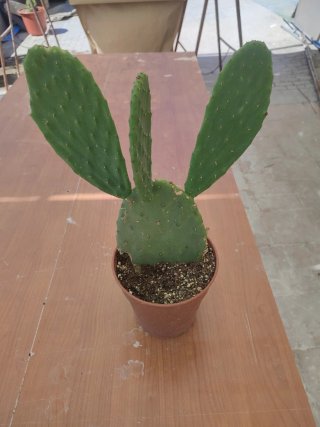 Opuntia ficus inca - cactus