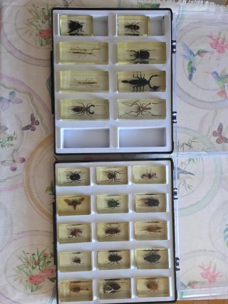 Colección de insectos en resina