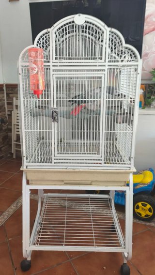 Jaula para loro gris africano