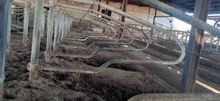 113 puestos de cubiculos para vacas ordeño.