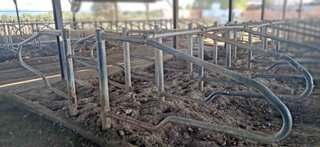 113 puestos de cubiculos para vacas ordeño.