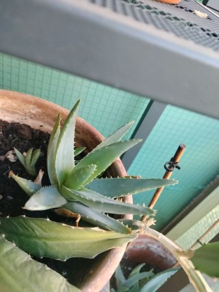 Planta Aloe Vera regalo /gratis o trueque