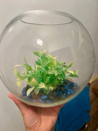 Pecera redonda con piedras y planta