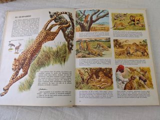 Vida íntima de los animales
