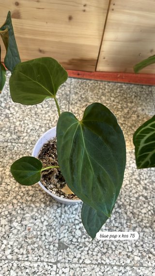 Anthurium Blue pap x kos 75