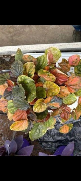 Peperomia Picasso