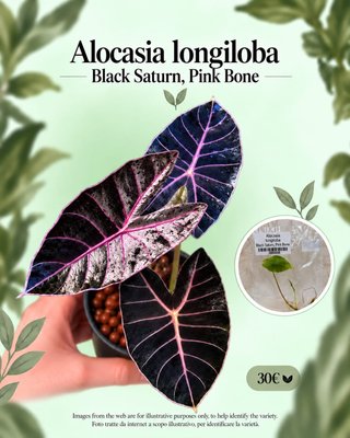 Alocasia Longiloba Black Saturn Pink Bone