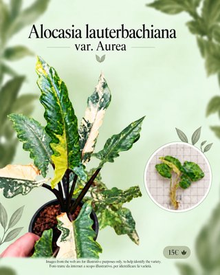 Alocasia Lauterbachiana Var. Aurea TC