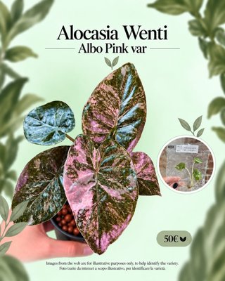 Alocasia Wenti Var. Pink Albo Pianta