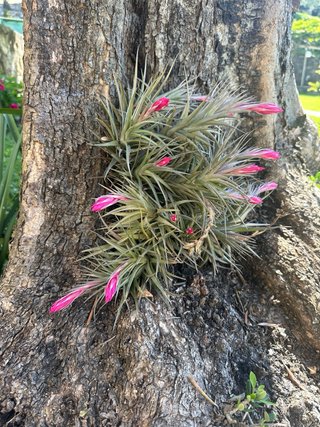 Piante del vento Tillandsie