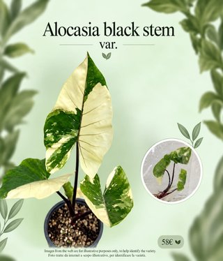 Alocasia Black Stem Var. TC
