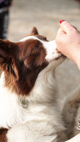 ADIESTRADOR CANINO A DOMICILIO