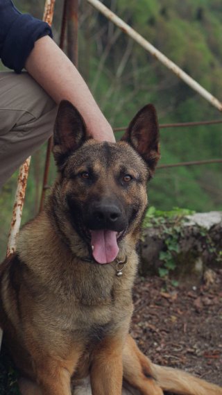 ADIESTRADOR CANINO A DOMICILIO