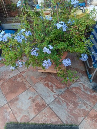 Planta con flores azules