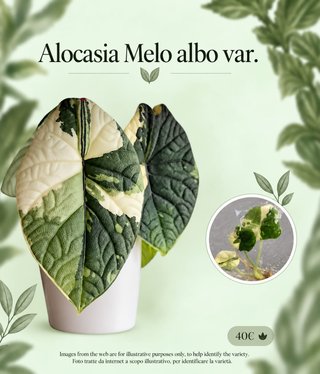 Alocasia Melo Var. Albo TC