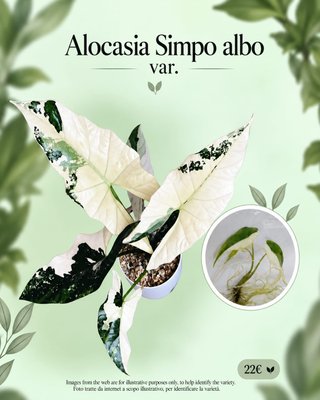 Alocasia Simpo Var. Albo TC