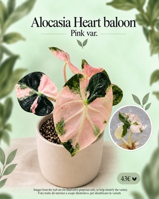 Alocasia Heart Balloon Variegata Rosa