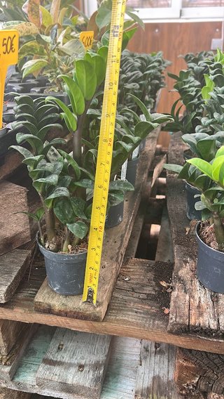 Zamioculcas Zamifolia