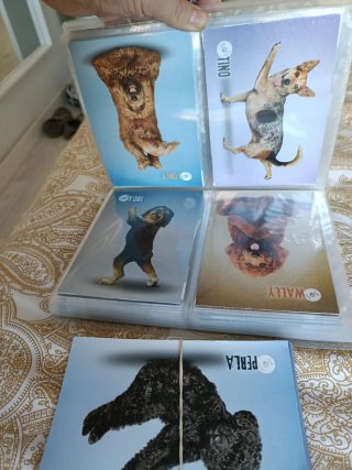 Álbum Yoga Dogs & Cats Panini