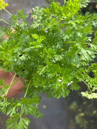 Planta Perejil Rizado Francés