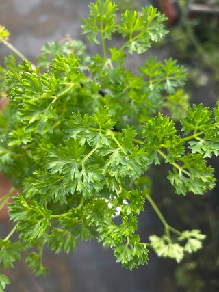 Planta Perejil Rizado Francés