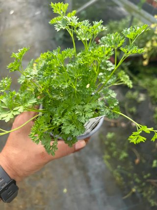 Planta Perejil Rizado Francés
