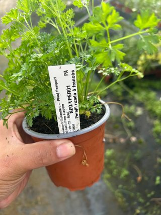 Planta Perejil Rizado Francés