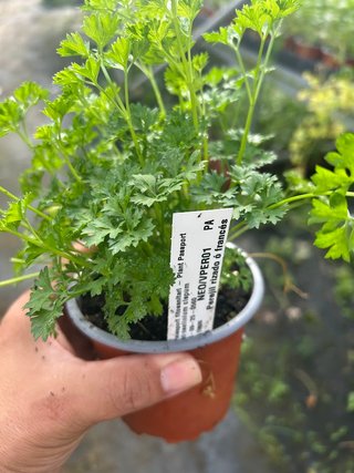 Planta Perejil Rizado Francés