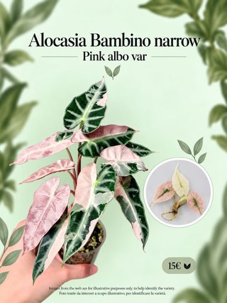 Alocasia Bambino Pink Albo Var
