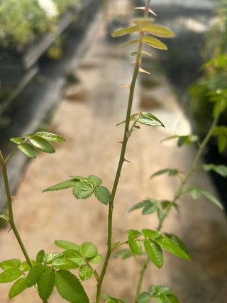 Planta de Rosa Mosqueta