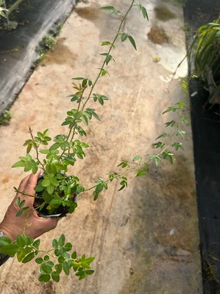 Planta de Rosa Mosqueta