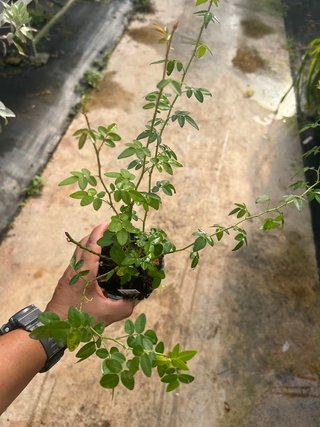Planta de Rosa Mosqueta