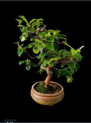 Bonsái Pseudocydonia sinensis