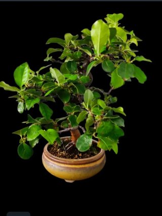 Bonsái Pseudocydonia sinensis