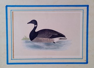Stampa d'Epoca '800 Brent Goose Morris