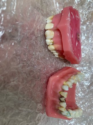 Tipodonto