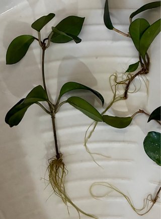 Lotto 3 talee Hoya carnosa ben radicate – foglie