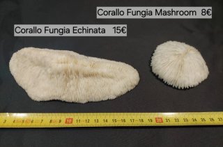 2 Corallo Fungia Echinata e Mashroom