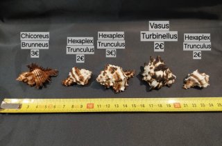 5 Conchiglie da collezione - Hexaplex
