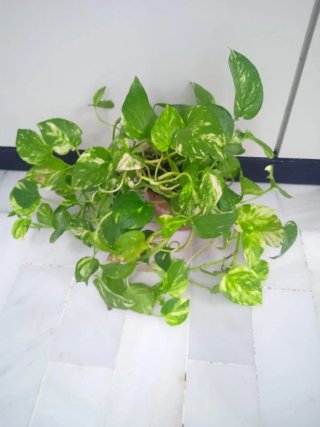 Planta Potos