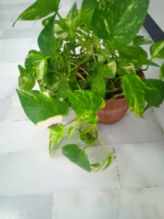 Planta Potos