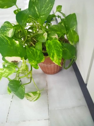 Planta Potos