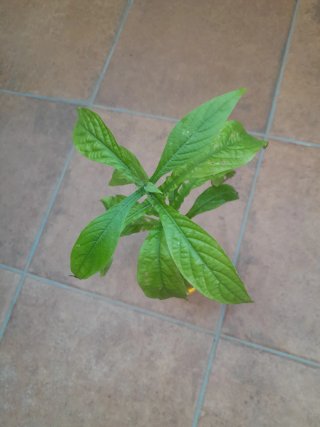 Planta Camarón Amarilla