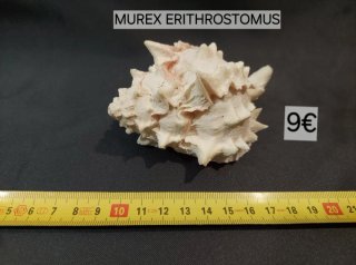 Conchiglia di mare Murex Erithrostomus